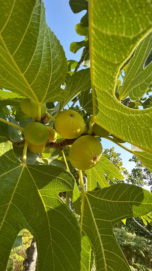 Dal Kurusu Sarı Lop Dağ İnciri (Büyük Boy) (Sınırlı Stok)