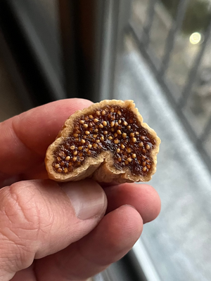 Dal Kurusu Sarı Lop Dağ İnciri (Büyük Boy) (Sınırlı Stok)