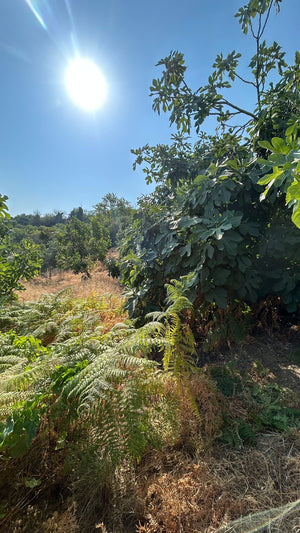 Dal Kurusu Sarı Lop Dağ İnciri (Büyük Boy) (Sınırlı Stok)